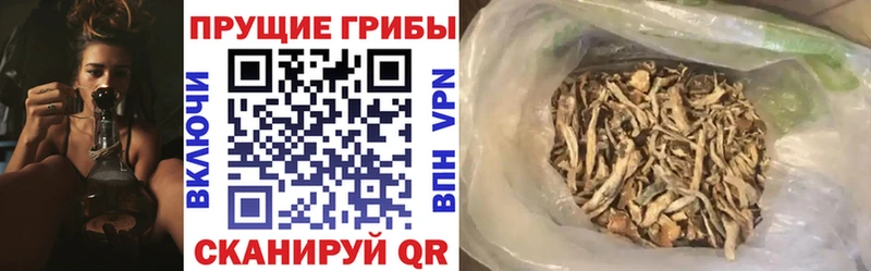 Купить закладки  Сегежа  Псилоцибиновые грибы прущие грибы 